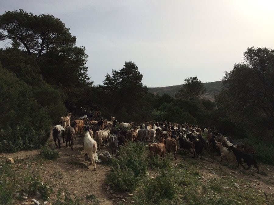 a group of white and brown goats from 'Naos' farm grazing on grass in the background of trees